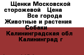 Щенки Московской сторожевой › Цена ­ 35 000 - Все города Животные и растения » Собаки   . Калининградская обл.,Калининград г.